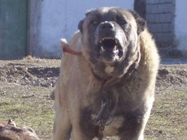 Робопес выгуливает обычную собаку