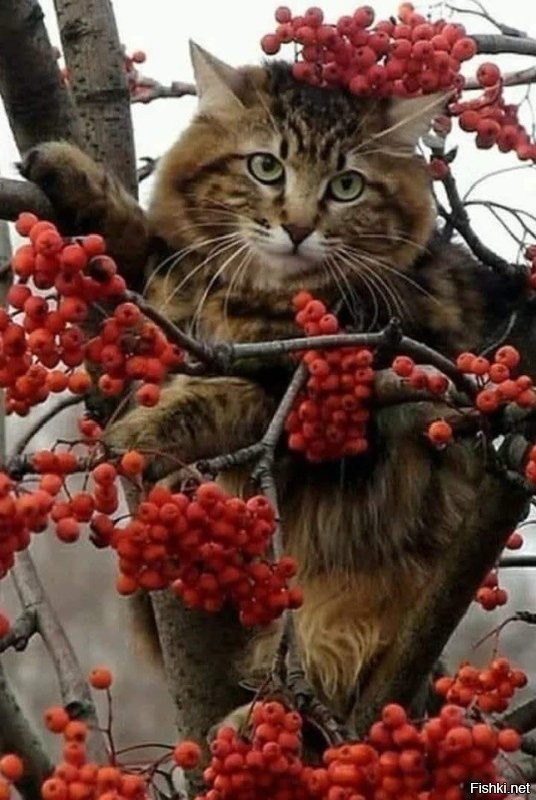 Солянка от 01.11.2025