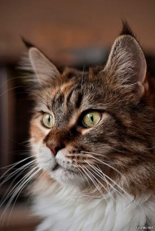 Солянка от 01.11.2025