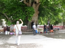 В Узбекистане, в кишлаке Сайроб,  (регион-Сурхан) есть огромные чинары...  Местные пишут, что им "девятьсот лет"... Врут, конечно... (300 ... 400). Но! Место красивое и интересное.