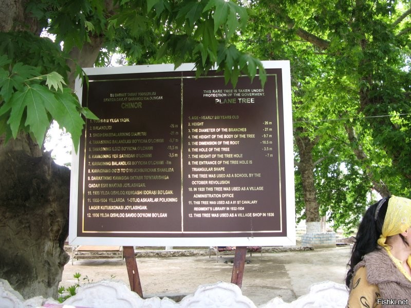 15 столь уникальных и прекрасных деревьев, что в их существование сложно поверить