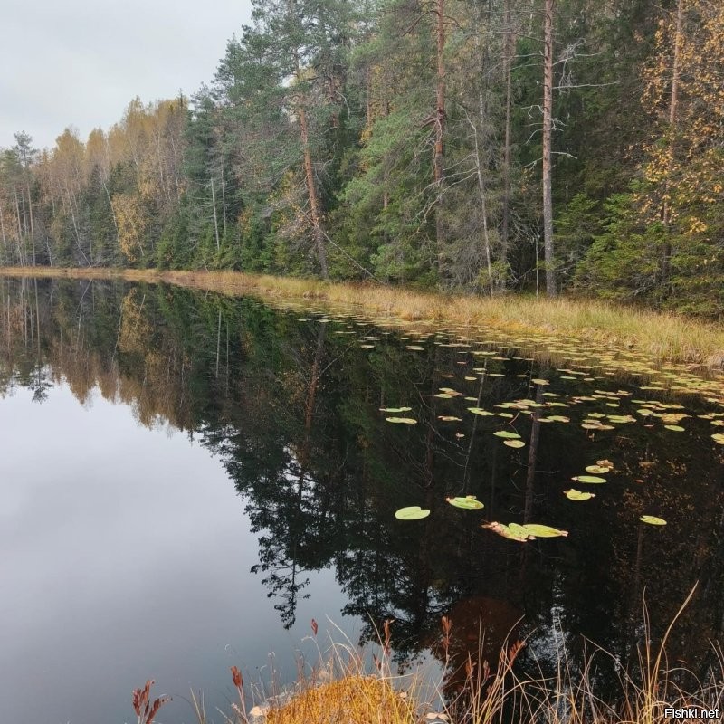 Солянка от 01.11.2025