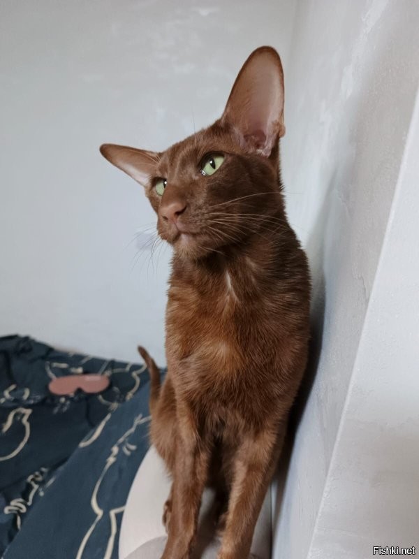 А какие эмоции на мордах иногда)))))) обожаю ...