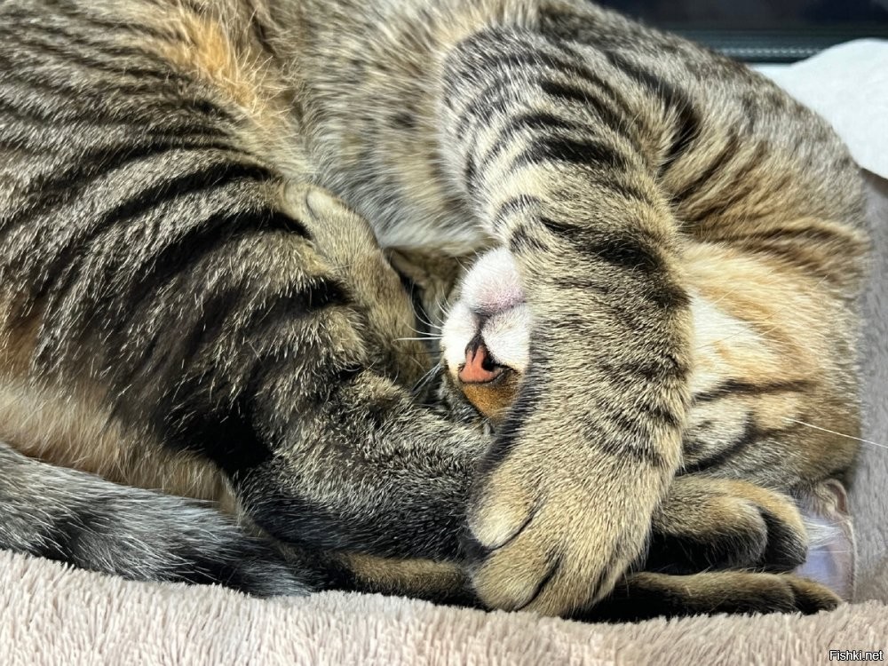 Солянка от 02.11.2025