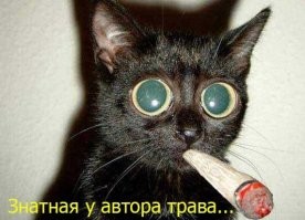 Русалки существуют — просто мы ищем не там