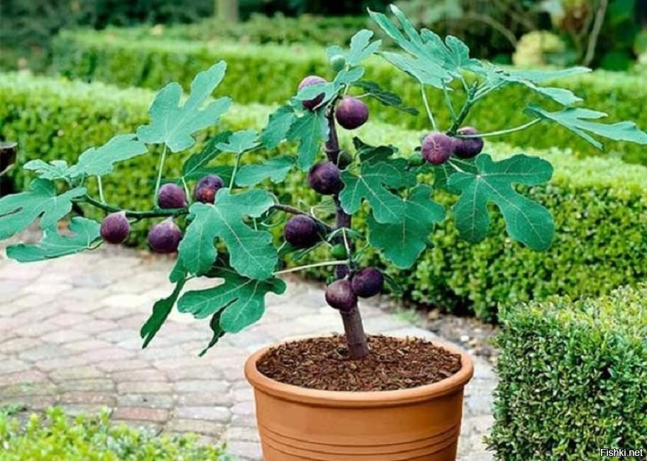 Возможно это просто книга про растения. Фиговое дерево, оно же - инжир.