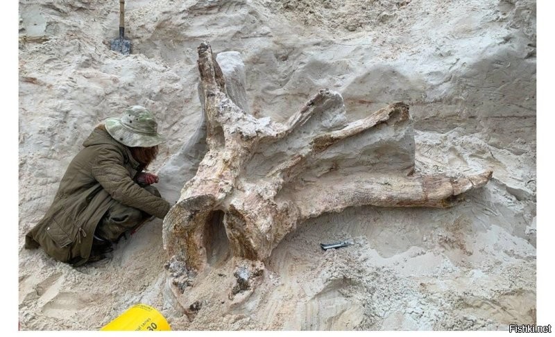 В Ленобласти нашли древнейший пень возрастом 385 млн лет