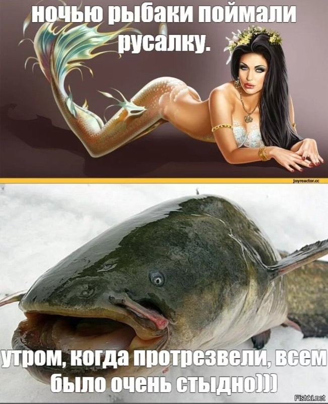 Русалки существуют — просто мы ищем не там