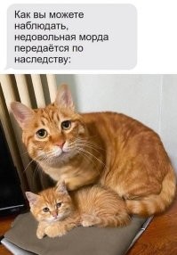 25 ярких примеров тайных планов и замыслов, написанных на усатой морде
