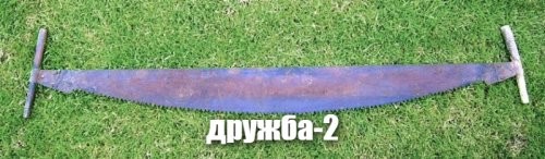 В Ленобласти нашли древнейший пень возрастом 385 млн лет