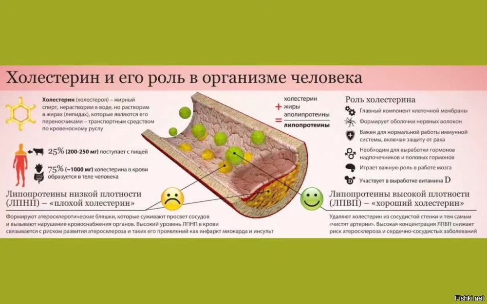 Более того, холестерин нужен организму, который и вырабатывает 75% его нужной массы. Но 25 то надо добрать
