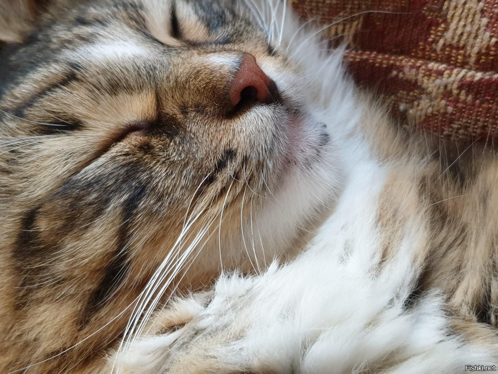 Солянка от 04.11.2025