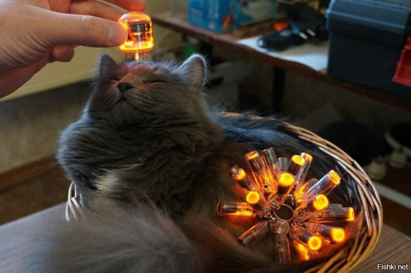 Солянка от 04.11.2025