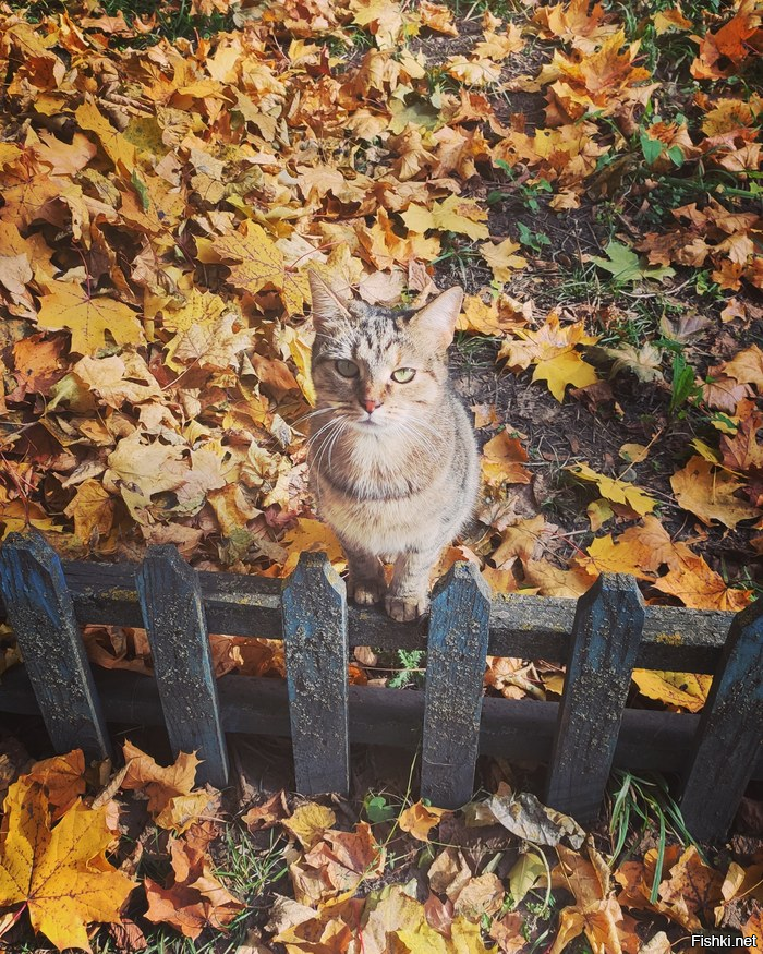 Солянка от 04.11.2025