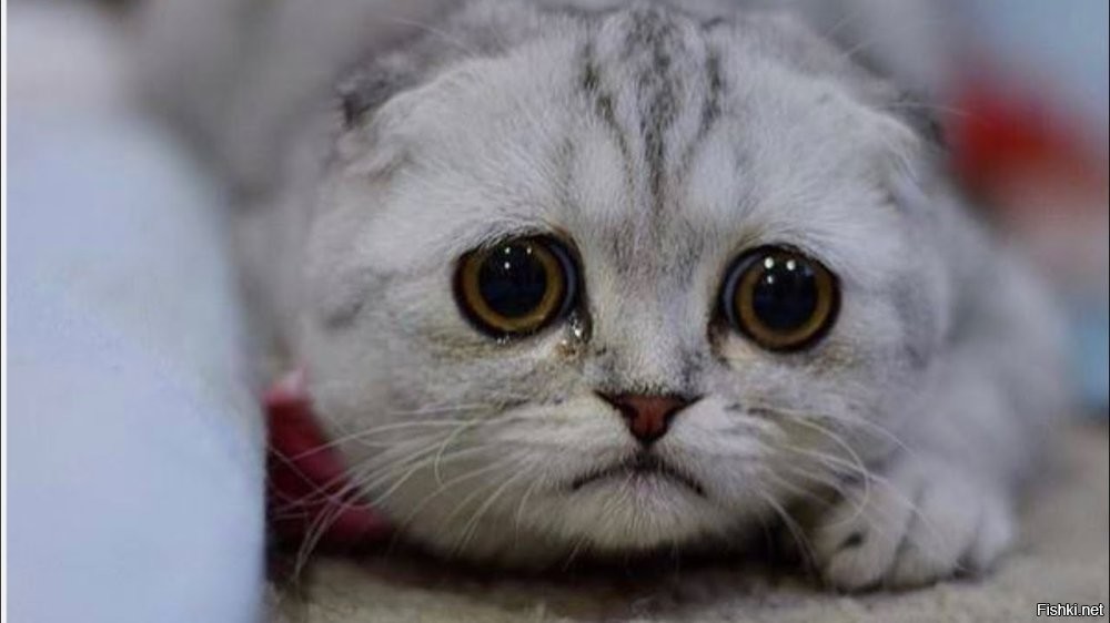 Лови плюс и заканчивай. :)