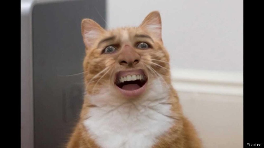 Представляю реакцию кота на голос хозяина из кормушки