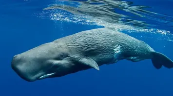 Почему американский "B-52" с "морщинами"?