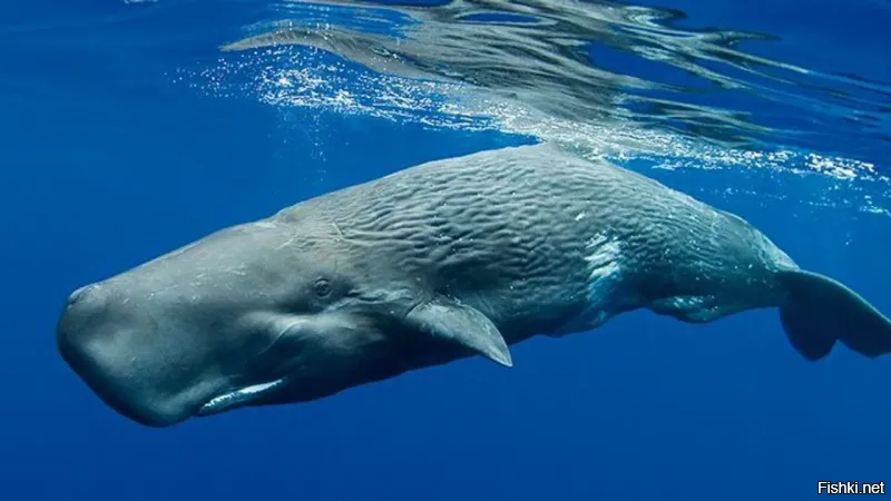 Почему американский "B-52" с "морщинами"?