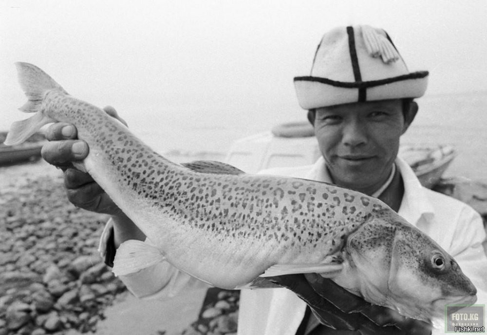 Да, я был прав, это не форель, а осман

А то меня, как рыбака покоробило сравнение рыбы на картинке с форелью)