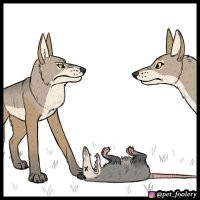 Реакция опоссума на своё отражение в зеркале