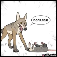 Реакция опоссума на своё отражение в зеркале