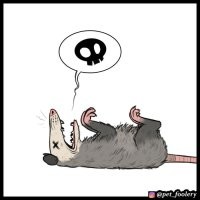 Реакция опоссума на своё отражение в зеркале