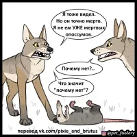 Реакция опоссума на своё отражение в зеркале