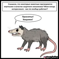 Реакция опоссума на своё отражение в зеркале