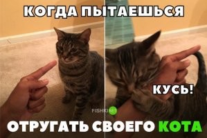 С рыжим котом не соскучишься