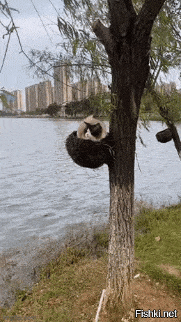 Солянка от 04.11.2025