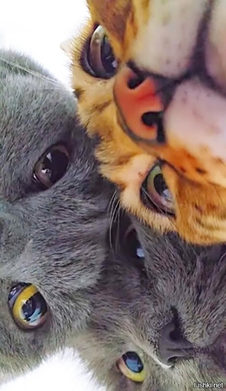 Солянка от 05.11.2025