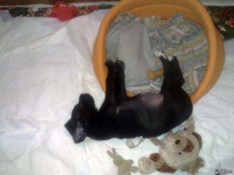 - Покушал, иди спать.
- Спасибо. Я тут "постою".