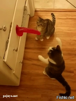 Солянка от 05.11.2025