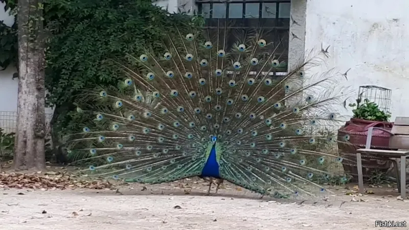 Ты с соседкой сексом занимался? И не будешь.
 И не от твоей лени, а просто она тебе "не даст".
 Ты о себе многое можешь думать, а эволюция говорит - чем больше у тебя сексуальных партнёров, тем ты успешней. 
 Павлины, говоришь...