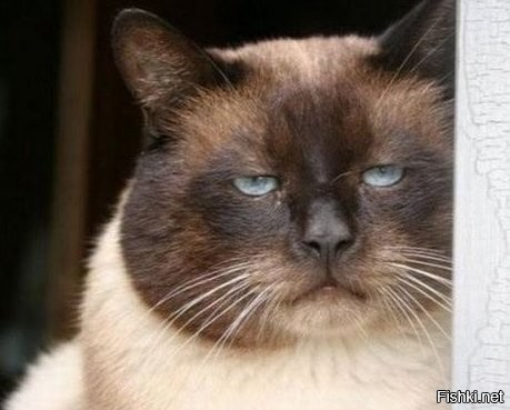 Весело там у них...