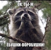 Как выглядит лысый енот