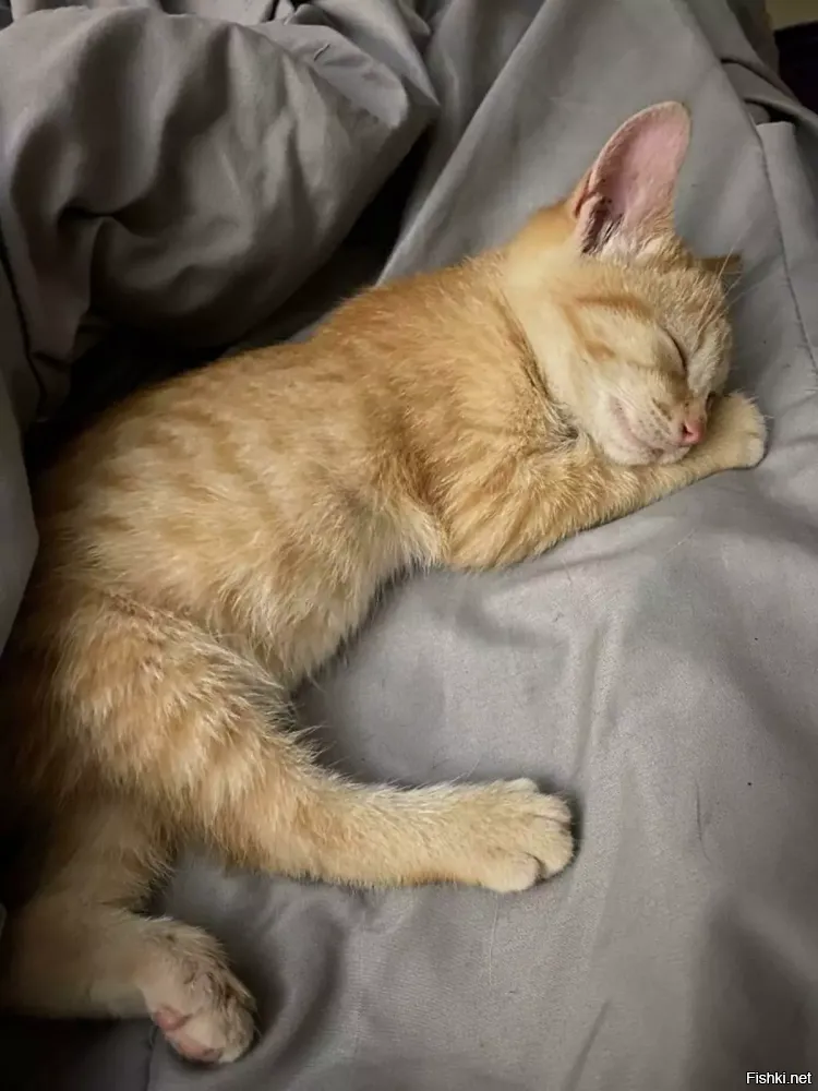 Солянка от 06.11.2025