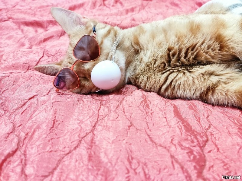 С рыжим котом не соскучишься