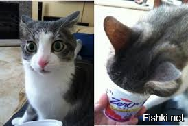 Солянка от 05.11.2025