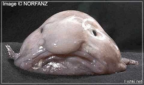 ..."Это папа мой..."