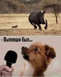 Мелкие «храбрые» собачки против гигантов