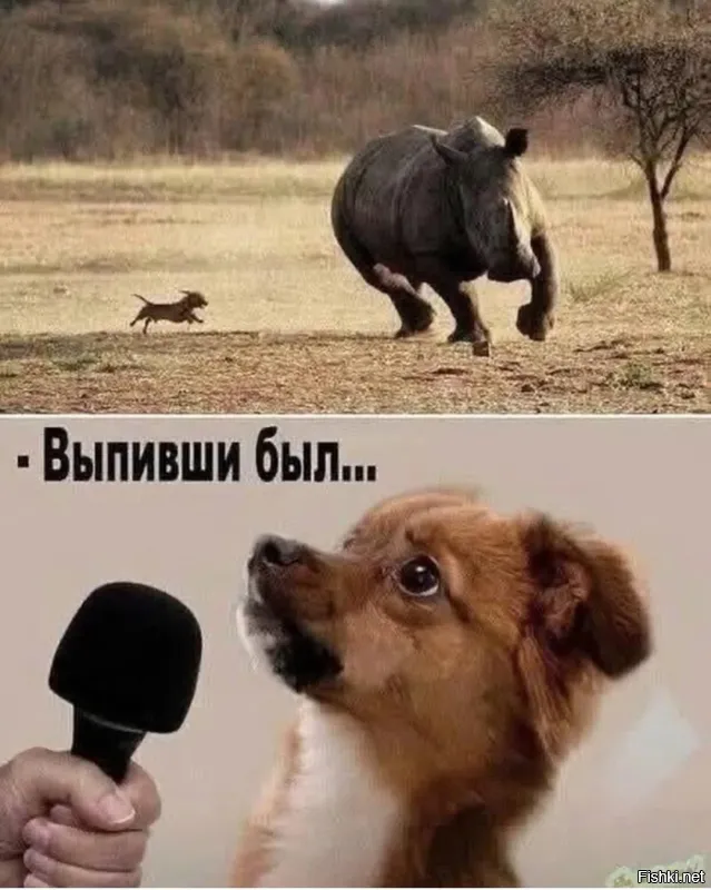 Мелкие «храбрые» собачки против гигантов