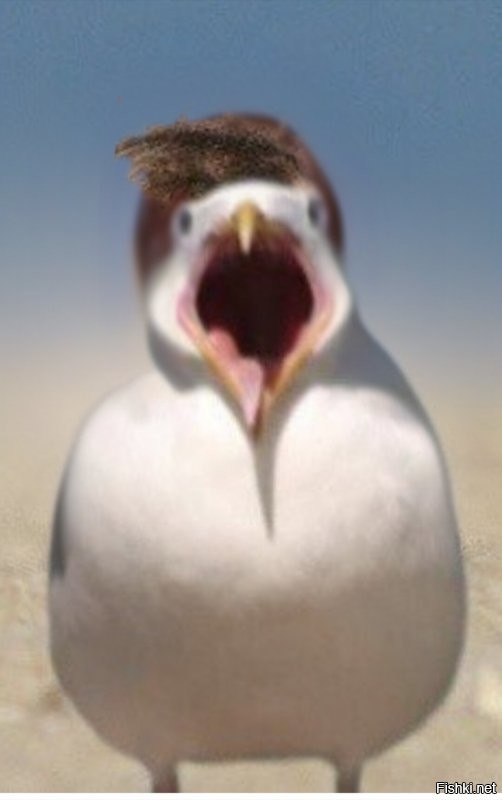 К категории хохлатых чаек.