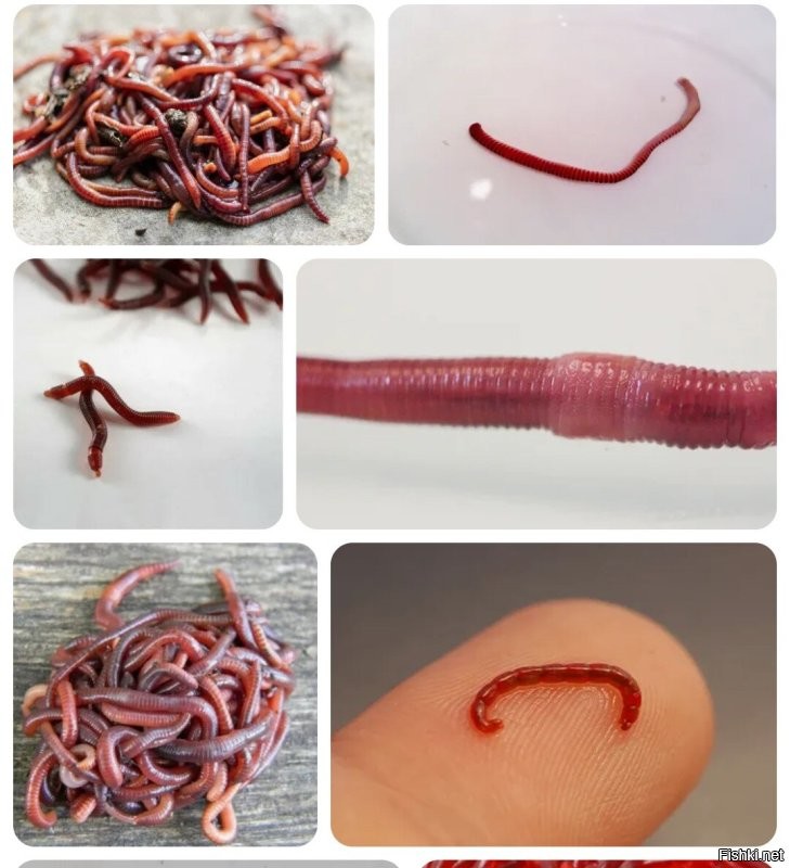 Девушка случайно попробовала свинину, которую не ела 22 года