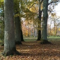 Нормальная там погода.  Брюзжать не надо. Вот первые три Питер и окрестности. Остальные Калининградская область. Прошлые выходные, парк около моего дома.  У природы нет плохой погоды и климата. Надо просто уметь видеть хорошее, а не постоянно мямлить что дождик и сумрачно. Если не нравится такая погода, то чего на Мальдивах не проживаете?