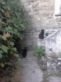 у меня был черный пушистый кот по кличке Рыжик (чтобы шаблоны рвались))). снимали квартиру в многоквартирном одноэтажном доме, двор общий. миска с кормом стояла в коридоре за дверью, и первое время у кота еду внаглую выедали, пока он как лошарик смотрел на безобразие. но постепенно вжился в экосистему, нашел себе друга - тоже черный кот, но шерсть короткая, и на шее ошейник с шипами декоративными. чей он, не знаю, но между собой прозвали Металлистом. они часто вместе тусили по району или отдыхали во дворе.однажды на крыше оказалась кошка чужая, с соседнего двора. хозяйка прибежала, причитает, зовет спуститься. а та орет дурниной на крыше и не понимает, что делать. наши коты сели под скатом, смотрят этот цирк, мяукают)) ужасно скучаю по этому чудовищу, притаскивавшему на завтрак птичек и мышей...