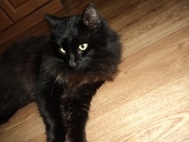 у меня был черный пушистый кот по кличке Рыжик (чтобы шаблоны рвались))). снимали квартиру в многоквартирном одноэтажном доме, двор общий. миска с кормом стояла в коридоре за дверью, и первое время у кота еду внаглую выедали, пока он как лошарик смотрел на безобразие. но постепенно вжился в экосистему, нашел себе друга - тоже черный кот, но шерсть короткая, и на шее ошейник с шипами декоративными. чей он, не знаю, но между собой прозвали Металлистом. они часто вместе тусили по району или отдыхали во дворе.однажды на крыше оказалась кошка чужая, с соседнего двора. хозяйка прибежала, причитает, зовет спуститься. а та орет дурниной на крыше и не понимает, что делать. наши коты сели под скатом, смотрят этот цирк, мяукают)) ужасно скучаю по этому чудовищу, притаскивавшему на завтрак птичек и мышей...