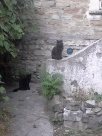 у меня был черный пушистый кот по кличке Рыжик (чтобы шаблоны рвались))). снимали квартиру в многоквартирном одноэтажном доме, двор общий. миска с кормом стояла в коридоре за дверью, и первое время у кота еду внаглую выедали, пока он как лошарик смотрел на безобразие. но постепенно вжился в экосистему, нашел себе друга - тоже черный кот, но шерсть короткая, и на шее ошейник с шипами декоративными. чей он, не знаю, но между собой прозвали Металлистом. они часто вместе тусили по району или отдыхали во дворе.однажды на крыше оказалась кошка чужая, с соседнего двора. хозяйка прибежала, причитает, зовет спуститься. а та орет дурниной на крыше и не понимает, что делать. наши коты сели под скатом, смотрят этот цирк, мяукают)) ужасно скучаю по этому чудовищу, притаскивавшему на завтрак птичек и мышей...