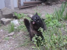 у меня был черный пушистый кот по кличке Рыжик (чтобы шаблоны рвались))). снимали квартиру в многоквартирном одноэтажном доме, двор общий. миска с кормом стояла в коридоре за дверью, и первое время у кота еду внаглую выедали, пока он как лошарик смотрел на безобразие. но постепенно вжился в экосистему, нашел себе друга - тоже черный кот, но шерсть короткая, и на шее ошейник с шипами декоративными. чей он, не знаю, но между собой прозвали Металлистом. они часто вместе тусили по району или отдыхали во дворе.однажды на крыше оказалась кошка чужая, с соседнего двора. хозяйка прибежала, причитает, зовет спуститься. а та орет дурниной на крыше и не понимает, что делать. наши коты сели под скатом, смотрят этот цирк, мяукают)) ужасно скучаю по этому чудовищу, притаскивавшему на завтрак птичек и мышей...