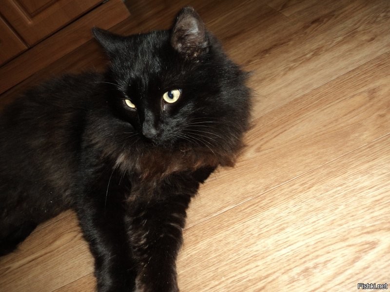 у меня был черный пушистый кот по кличке Рыжик (чтобы шаблоны рвались))). снимали квартиру в многоквартирном одноэтажном доме, двор общий. миска с кормом стояла в коридоре за дверью, и первое время у кота еду внаглую выедали, пока он как лошарик смотрел на безобразие. но постепенно вжился в экосистему, нашел себе друга - тоже черный кот, но шерсть короткая, и на шее ошейник с шипами декоративными. чей он, не знаю, но между собой прозвали Металлистом. они часто вместе тусили по району или отдыхали во дворе.однажды на крыше оказалась кошка чужая, с соседнего двора. хозяйка прибежала, причитает, зовет спуститься. а та орет дурниной на крыше и не понимает, что делать. наши коты сели под скатом, смотрят этот цирк, мяукают)) ужасно скучаю по этому чудовищу, притаскивавшему на завтрак птичек и мышей...